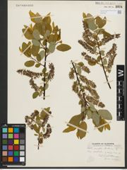 Foto von Salix pyrifolia Andersson